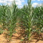 Corn without C-CAT