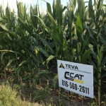 Dry Land Corn - Doug Gale