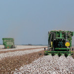 Cotton with C-CAT