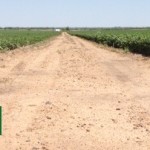 Kansas Cotton