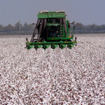 Cotton with C-CAT