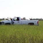 Hermathria Grass (Florida)