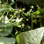 JR Thompson Green Beans with C-CAT PLUS