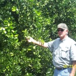 Citrus Trees with C-CAT PLUS