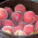 Peaches with C-CAT PLUS