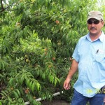 Peach Trees with C-CAT PLUS