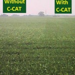 Alabama Soybeans