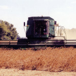 Soybeans with C-CAT