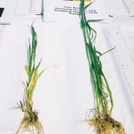 Wheat Comparison