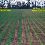Corn Comparison Photo