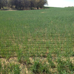 Oklahoma Rye with MMTS Only