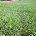 Oklahoma Rye with MMTS and C-CAT